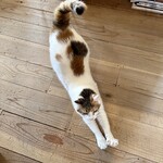 books to curry 猫のしっぽ - 