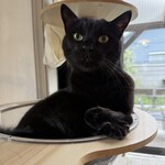 books to curry 猫のしっぽ - 