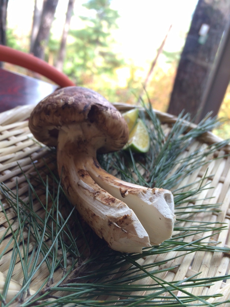 松茸山 別所和苑 name=