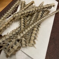 うなぎ四代目菊川 中洲春吉店 - 