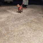 D.A.B.U.D.O.R.I - めっちゃ人懐っこくて可愛い❤