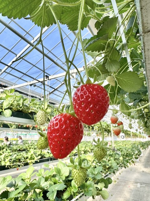 ケロケロの杜（KEROKERO NO MORI） - 仙台空港（その他）の写真