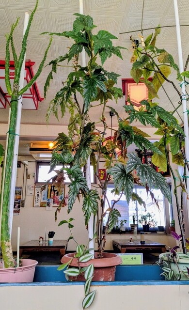 岩渕食堂 - 瀬峰（ラーメン）の写真