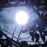 森のレストラン ラッキーガーデン - 木の隙間から見えるsuper moon