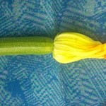 レストラン ビオス - お土産にズッキーニをいただきました。