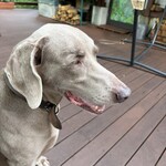 MITAKE Deck Cafe Bitte - 