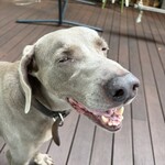 MITAKE Deck Cafe Bitte - 