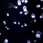 Okimi Duki - 暗闇の中で白く光る、電球のようなクラゲたち