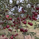 信州フルーツランド 信州中野インター店 - 