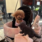 クッチーナ デル カンポ - シェリとぬいぐるみｗ