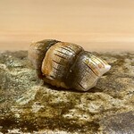 鮨 むらやま - 新子　しっかり絞めら舎利と合います