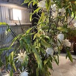 よし町 - 21:00には月下美人の花が咲いてたよ。年に一回だけ咲く日に立ち会えてすごく嬉しかった