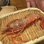 鮨 こん藤 - 後で握られる〝特大のボタンエビ〟