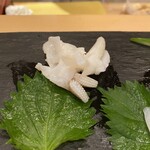 菊水鮓 - ハリイカのゲソ