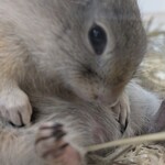 ROCK STAR なんばパークス前店 - 