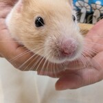 ROCK STAR なんばパークス前店 - 