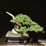 かにじぇんぬ　麻布 - 