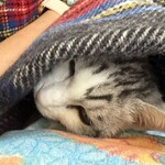 カフェレストラン ふじもと - 愛猫♡