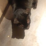 RISTORANTE IL NODO - お店に遊びに来る猫