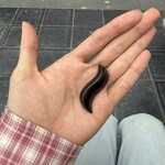 The Chocolate-Line - サクラ