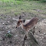 ひょっとこ - 