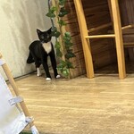 ねこのひたい - 私達が猫を長年飼ってますと言ったらニャンズ店内に入れてくれました！ありがとうございます/•᷅•᷄\୭テンテン( ΦωΦ )この子人懐っこい女の子( ơ ᴗ ơ )息子とアイラブユーw