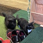 ねこのひたい - 上がテンテン、下がブンブン男の子3ヶ月くらい！子供の猫を触らせてくれるのが嬉しい！