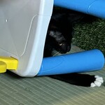 ねこのひたい - テンテンはあまり人見知りしないみたいで、息子にも懐いてくれてありがとうございます(♥ω♥*)