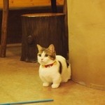 Cat Cafe てまりのおうち