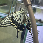 焼きもの家 慶 - 