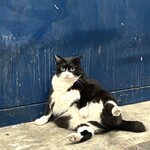 中華マオ - ウラくん  貫禄あります‼︎