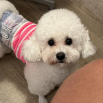 サッカバッカ - 可愛いです。