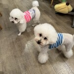 サッカバッカ - そしてこれも～