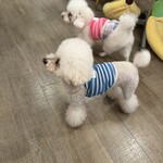 サッカバッカ - これも～