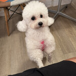 サッカバッカ - ヘイヘイちゃん