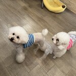 サッカバッカ - プアちゃんとヘイヘイちゃん