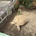 田舎うどん てつ - 