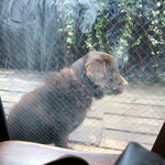 足打ちうどん処 七 - 