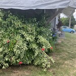 ラフォンテ - 手前と向こうに駐車場