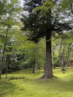 Hamburger Steak Senmon Ten IZUTSUYA