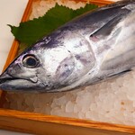 和酒房 山本 - ８kgのカツオ一本買い