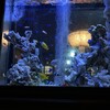 アクアリウムイタリアン心斎橋ライム