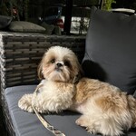 Yasai ga Oishii Restaurant LONGING HOUSE Karuizawa - 