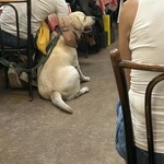 Bouillon CHARTIER - 賢く、座ってるよ。