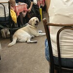 Bouillon CHARTIER - 軽く、目線もくれるよ。