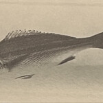 一期一会 よねさん - 