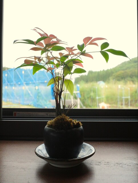 そばきり八寸（はっすん） - 蚕桑（そば）の写真