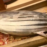 くずし 之助 - 朝釣ったばかりのカツオ