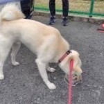 青竹手打ラーメン 日向屋 - 忠犬は･･･早ランチ