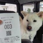 青竹手打ラーメン 日向屋 - 本日は､3番目Get！